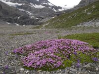 Silene acaulis 18, Saxifraga-Willem van Kruijsbergen
