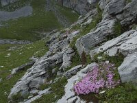 Silene acaulis 19, Saxifraga-Willem van Kruijsbergen