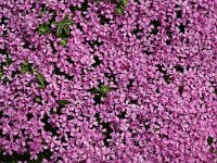 Silene acaulis 2, Saxifraga-Jan van der Straaten