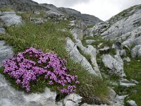Silene acaulis 20, Saxifraga-Willem van Kruijsbergen