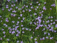 Silene acaulis 21, Saxifraga-Willem van Kruijsbergen
