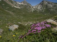 Silene acaulis 22, Saxifraga-Willem van Kruijsbergen