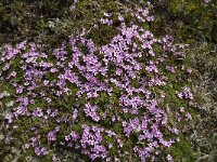 Silene acaulis 24, Saxifraga-Jan van der Straaten