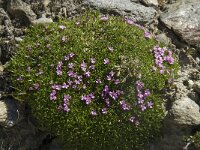 Silene acaulis 25, Saxifraga-Willem van Kruijsbergen