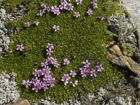 Silene acaulis 26, Saxifraga-Willem van Kruijsbergen