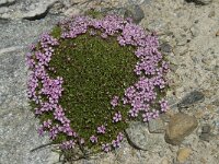 Silene acaulis 27, Saxifraga-Willem van Kruijsbergen