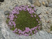 Silene acaulis 28, Saxifraga-Willem van Kruijsbergen