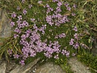 Silene acaulis 29, Saxifraga-Willem van Kruijsbergen