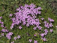 Silene acaulis 3, Saxifraga-Willem van Kruijsbergen