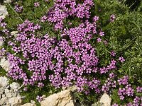 Silene acaulis 30, Saxifraga-Willem van Kruijsbergen
