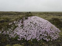 Silene acaulis 31, Saxifraga-Peter Stein