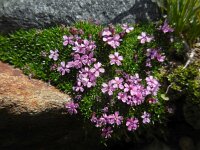 Silene acaulis 32, Saxifraga-Ed Stikvoort