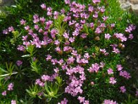 Silene acaulis 33, Saxifraga-Ed Stikvoort