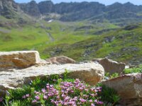 Silene acaulis 34, Saxifraga-Ed Stikvoort