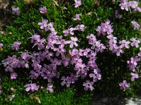 Silene acaulis 35, Saxifraga-Ed Stikvoort