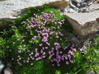 Silene acaulis 36, Saxifraga-Ed Stikvoort