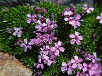 Silene acaulis 37, Saxifraga-Ed Stikvoort
