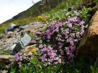 Silene acaulis 38, Saxifraga-Ed Stikvoort