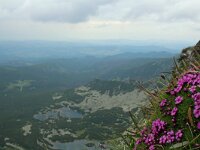 Silene acaulis 39, Saxifraga-Jeroen Willemsen