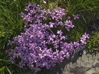 Silene acaulis 4, Saxifraga-Willem van Kruijsbergen
