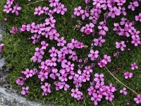 Silene acaulis 40, Saxifraga-Jeroen Willemsen