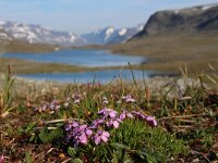 Silene acaulis 41, Saxifraga-Jeroen Willemsen