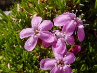 Silene acaulis 42, Saxifraga-Ed Stikvoort