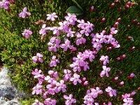 Silene acaulis 43, Saxifraga-Ed Stikvoort