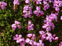 Silene acaulis 44, Saxifraga-Ed Stikvoort
