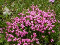 Silene acaulis 45, Saxifraga-Ed Stikvoort