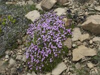 Silene acaulis 46, Saxifraga-Annemiek Bouwman