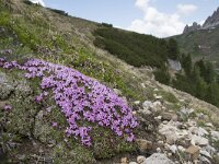 Silene acaulis 47, Saxifraga-Willem van Kruijsbergen