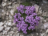 Silene acaulis 48, Saxifraga-Willem van Kruijsbergen