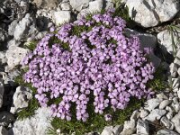 Silene acaulis 49, Saxifraga-Willem van Kruijsbergen