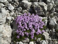 Silene acaulis 5, Saxifraga-Annemiek Bouwman