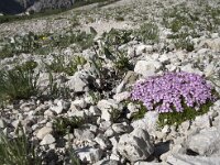 Silene acaulis 50, Saxifraga-Willem van Kruijsbergen