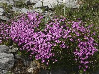 Silene acaulis 51, Saxifraga-Willem van Kruijsbergen