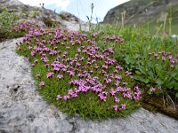 Silene acaulis 52, Saxifraga-Simone van Velzen