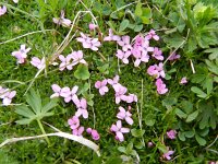 Silene acaulis 54, Saxifraga-Rutger Barendse