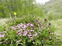 Silene acaulis 55, Saxifraga-Rutger Barendse