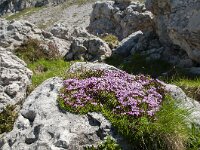 Silene acaulis 56, Saxifraga-Luuk Vermeer