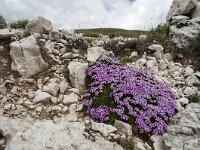 Silene acaulis 57, Saxifraga-Luuk Vermeer
