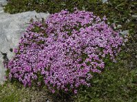 Silene acaulis 6, Saxifraga-Willem van Kruijsbergen