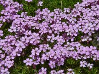 Silene acaulis 60, Saxifraga-Harry Jans