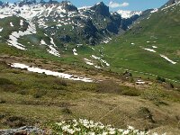 Silene acaulis 61, Saxifraga-Harry Jans