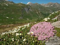 Silene acaulis 62, Saxifraga-Harry Jans