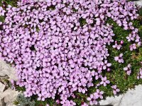 Silene acaulis 64, Saxifraga-Harry Jans
