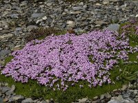 Silene acaulis 7, Saxifraga-Willem van Kruijsbergen
