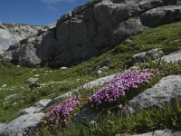 Silene acaulis 8, Saxifraga-Willem van Kruijsbergen