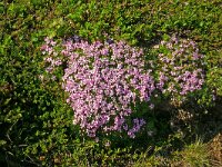 Silene acaulis 81, Saxifraga-Hans Grotenhuis